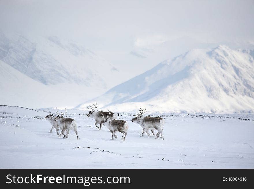 Reindeers in natural environment (Spitsbergen, Arctic). Reindeers in natural environment (Spitsbergen, Arctic)