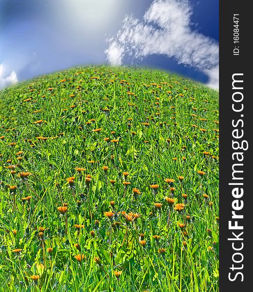 Landscape with dandelions hill, closeup. Landscape with dandelions hill, closeup