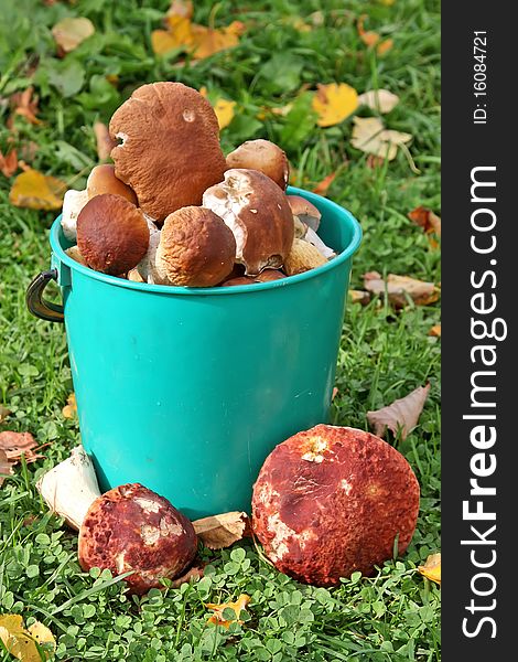 Bucket of ceps against a grass