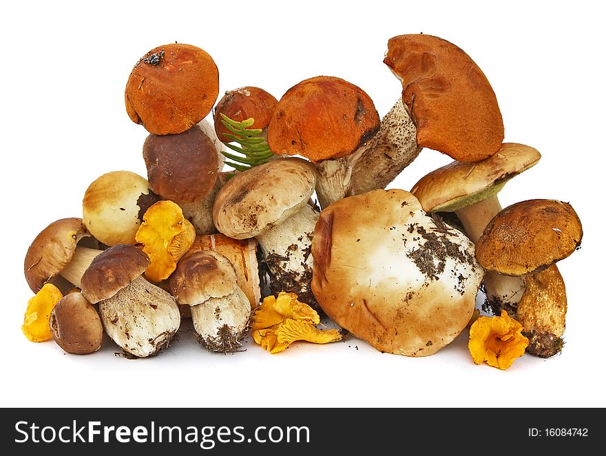 Cep isolated on a white background