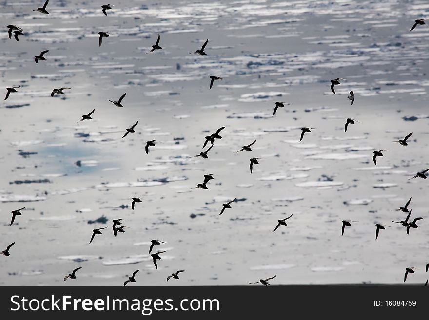 Birds Over The Arctic Ocean