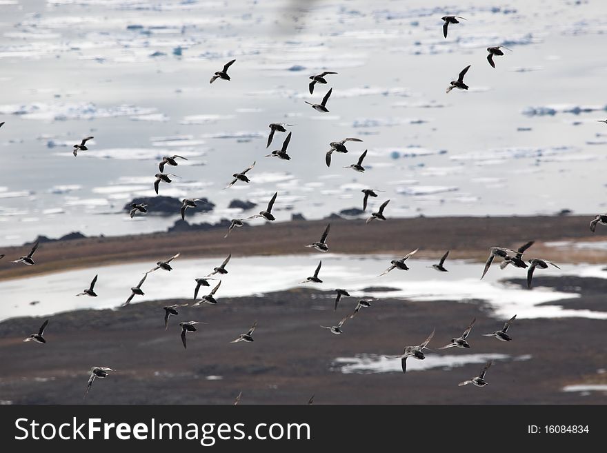 Birds flying over the Arctic Ocean. Birds flying over the Arctic Ocean