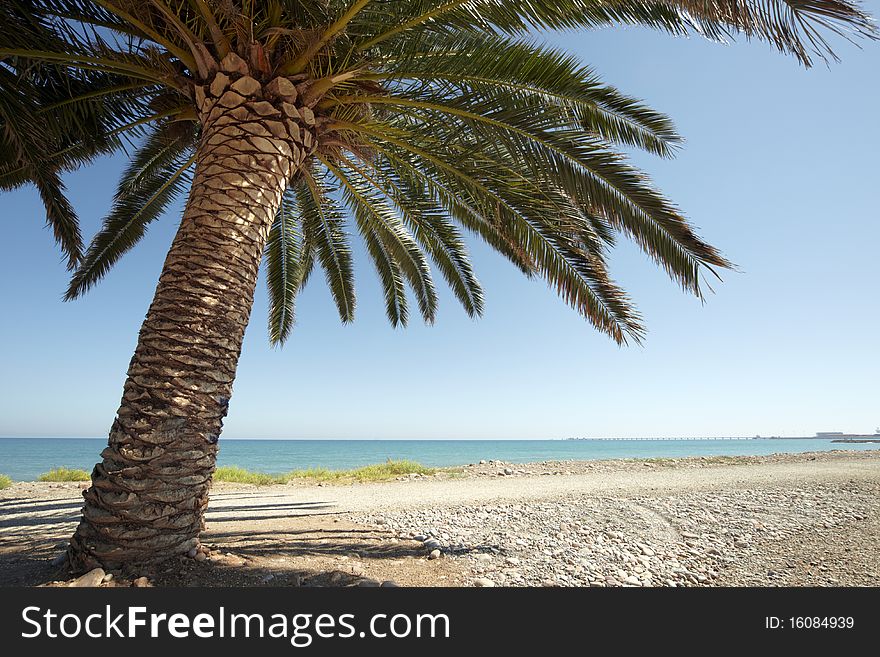 Tropical beach with palm and sea. Tropical beach with palm and sea