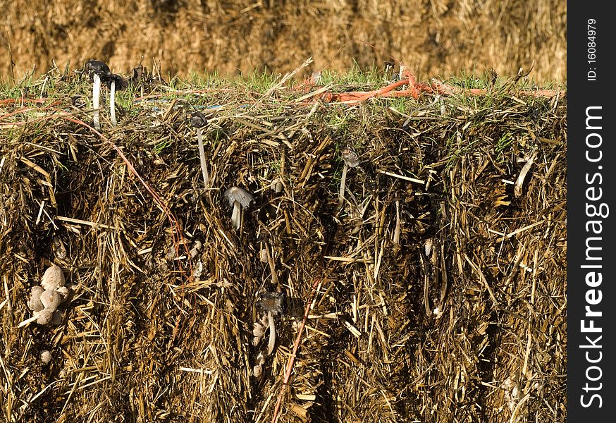 Mushrooms On Straw