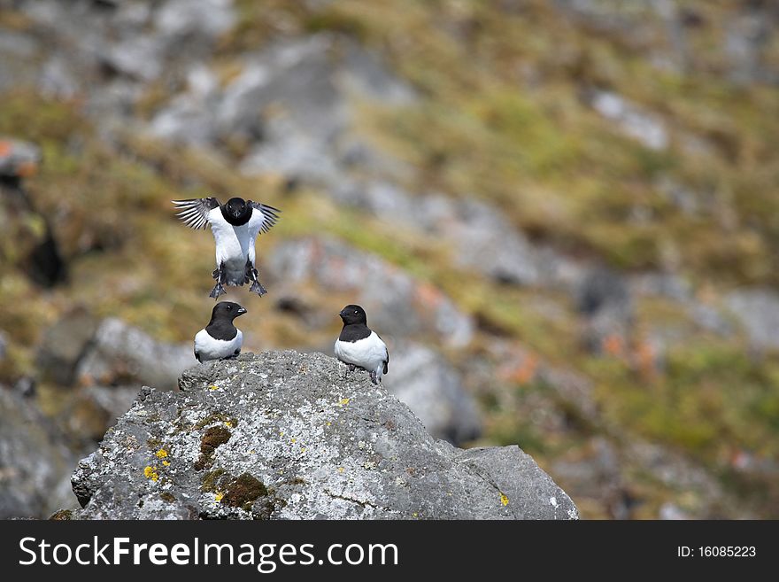 Arctic Birds (Little Auk)