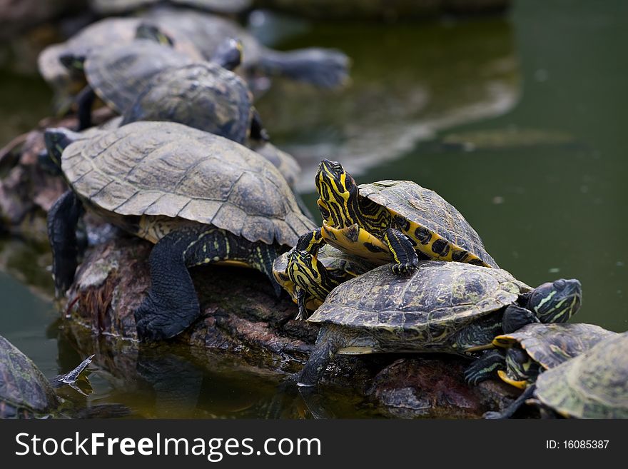 Red-Eared Sliders