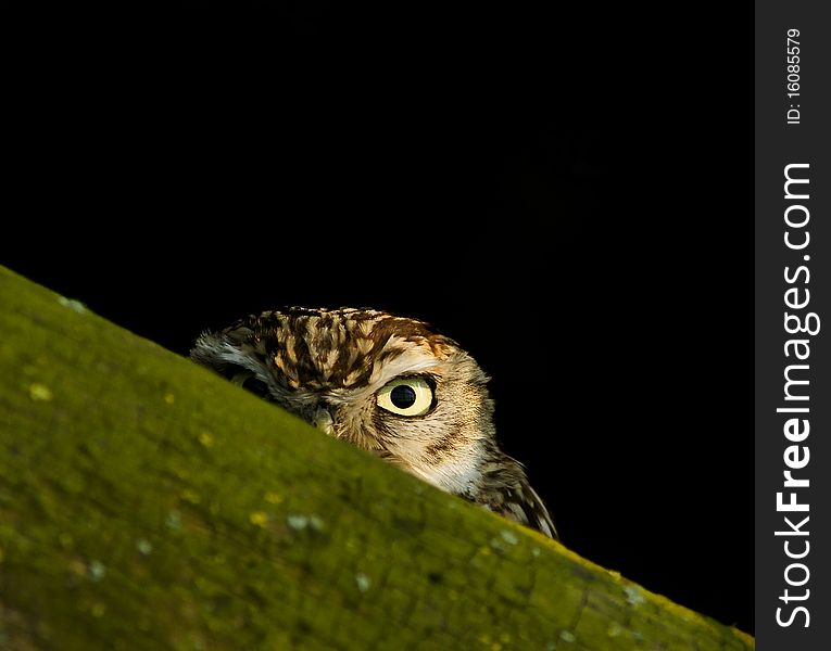 Little owl playing hide and seek