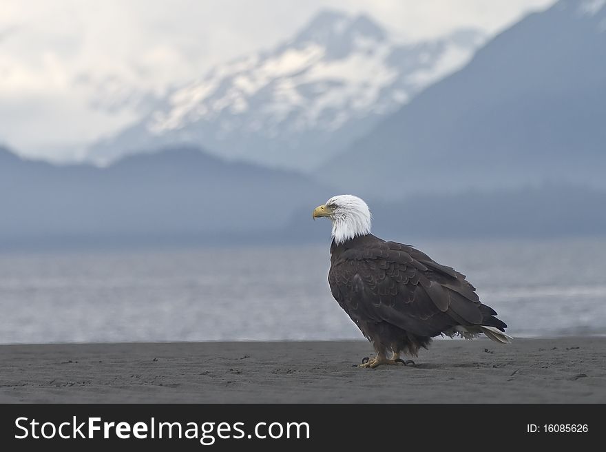 A bald eagle takes a break on the beach in Homer, Alaska to enjoy the beautiful view. A bald eagle takes a break on the beach in Homer, Alaska to enjoy the beautiful view.