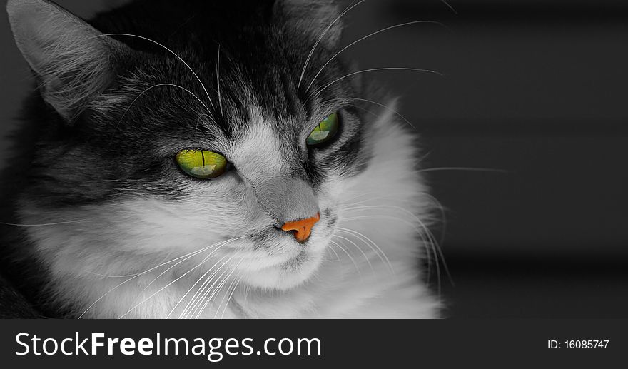 Close-up of a cat. Black and white image with selective colouring: eyes and nose. Close-up of a cat. Black and white image with selective colouring: eyes and nose.