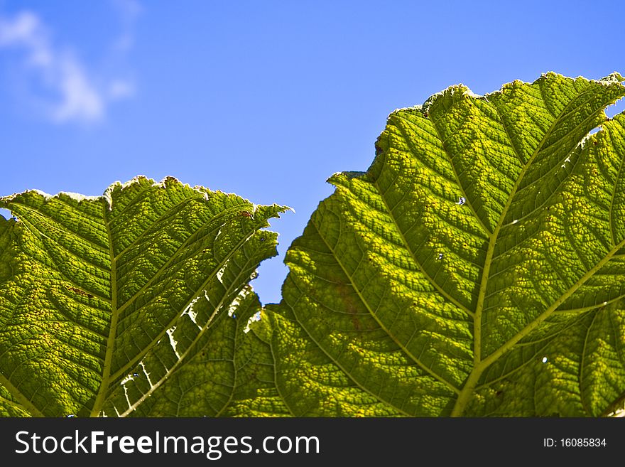 English country garden with large leafed plant against blue sky. English country garden with large leafed plant against blue sky