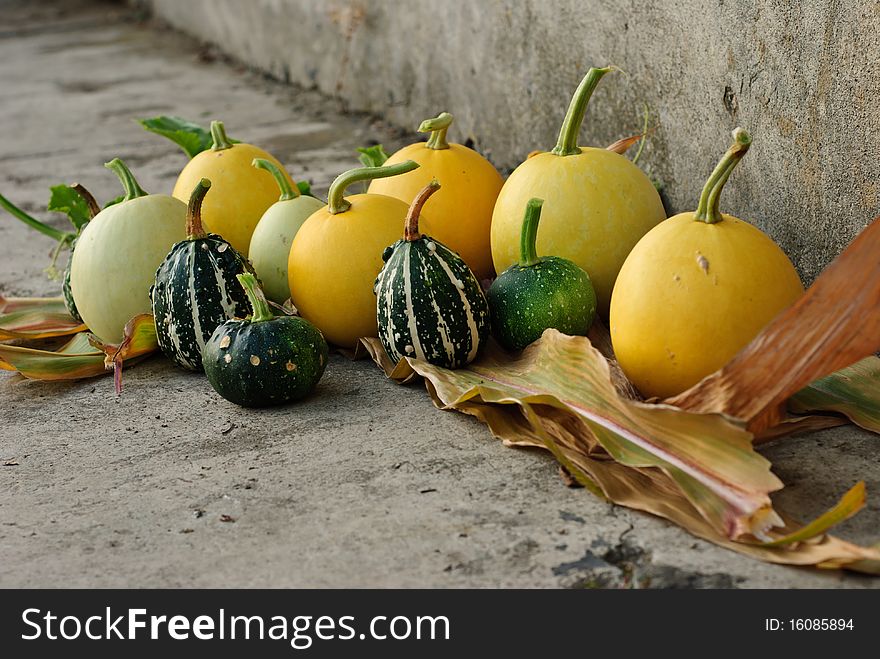 Decorative Pumpkins nicely arranged on leafs