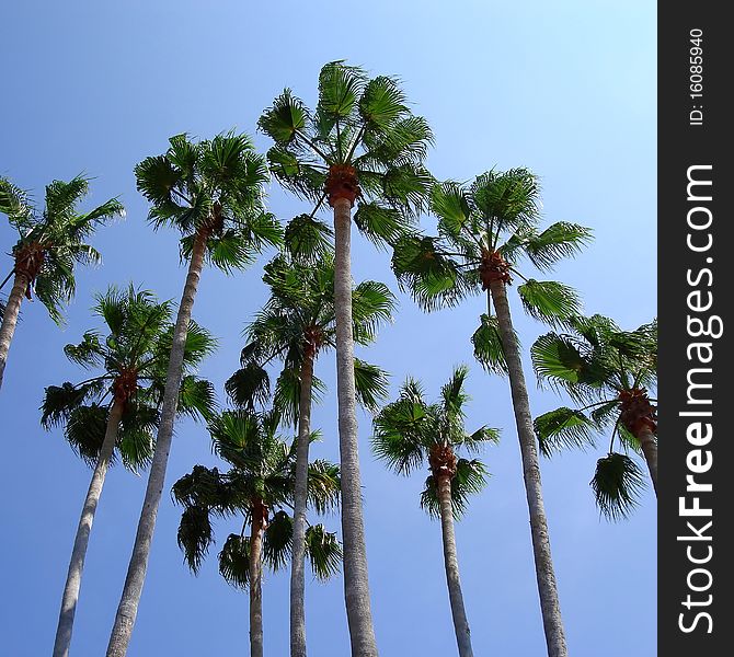 Tall palm trees set against a blue sky in full sunshine. Tall palm trees set against a blue sky in full sunshine