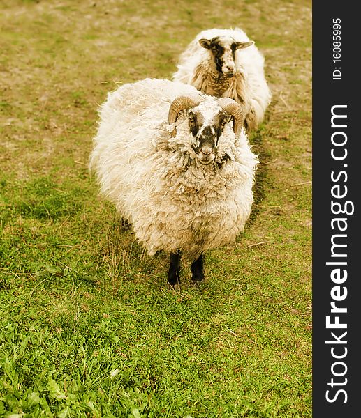 Sheep in the field gazing at the camera. Sheep in the field gazing at the camera