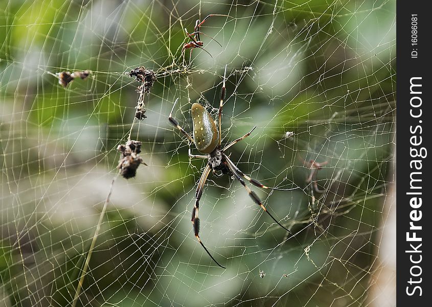 Golden Orb weaver spider in the La Fortuna area, Costa Rica. Golden Orb weaver spider in the La Fortuna area, Costa Rica