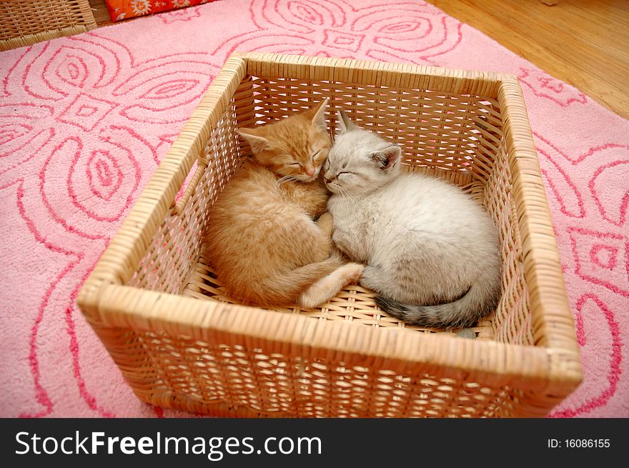 Orange and white kitten asleep in basket. Orange and white kitten asleep in basket