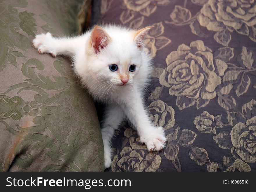 Kitten Pillows