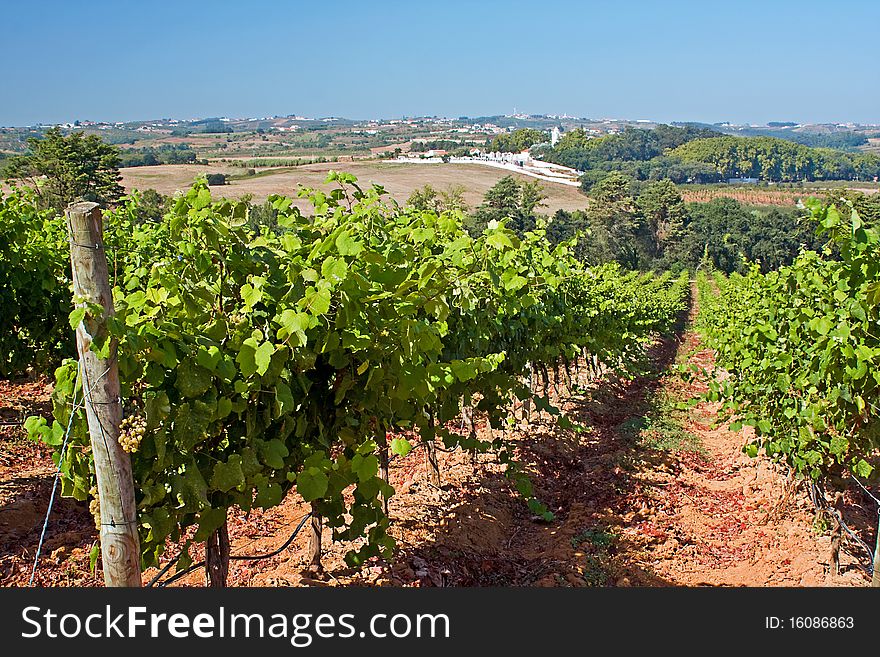 Vineyard on the west coast of Portugal