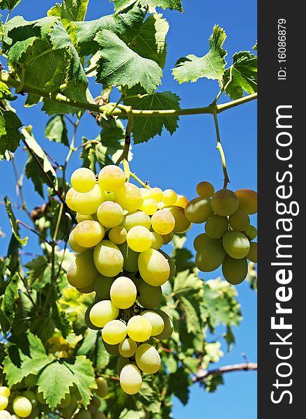 White Grapes In The Vineyard