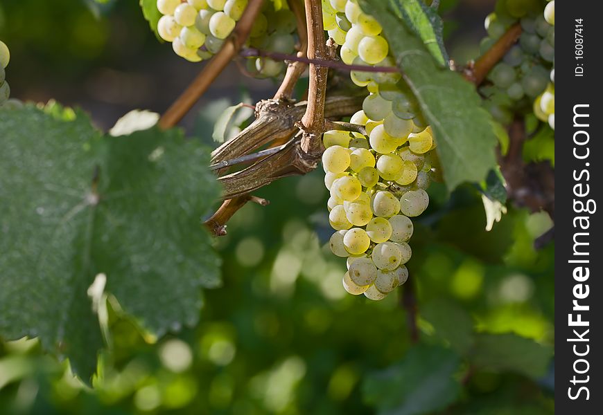 Close up image of grapes bunches on the vine ready for harvest. Close up image of grapes bunches on the vine ready for harvest
