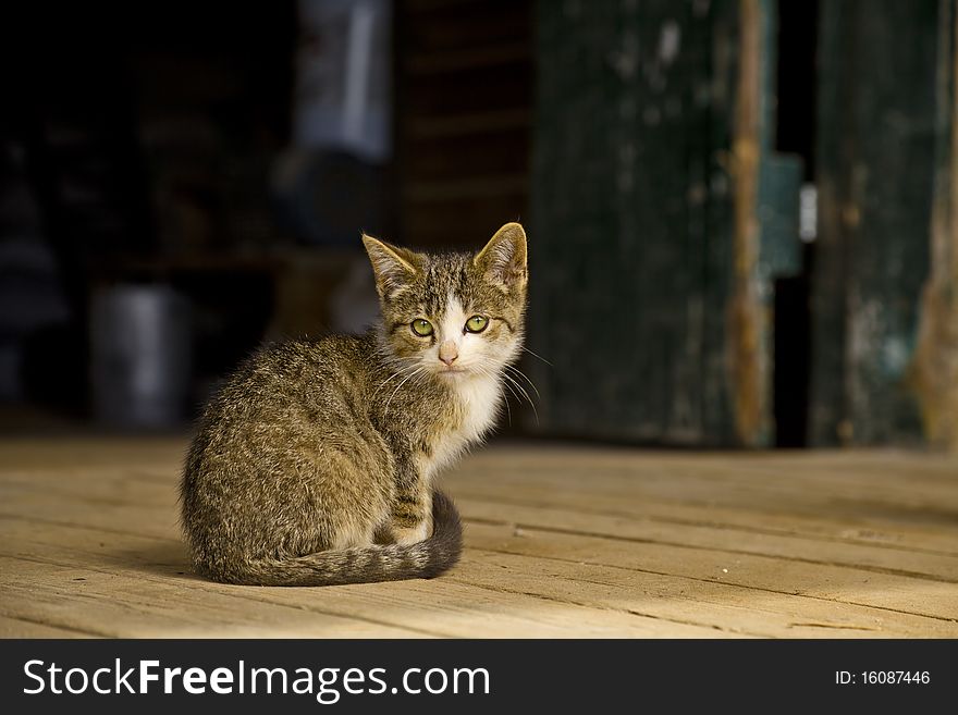 Young wild or barn cat, sitting on a barn floor. Young wild or barn cat, sitting on a barn floor.