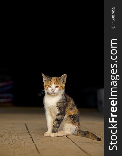 Young wild or barn cat, sitting on a barn floor. Space for copy or text. Young wild or barn cat, sitting on a barn floor. Space for copy or text.