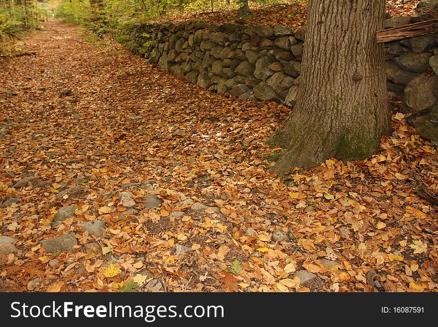 Forest Path in Autumn