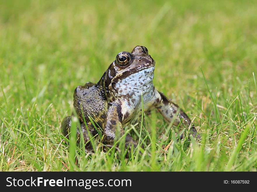 An adult toad sitting on the grass. An adult toad sitting on the grass