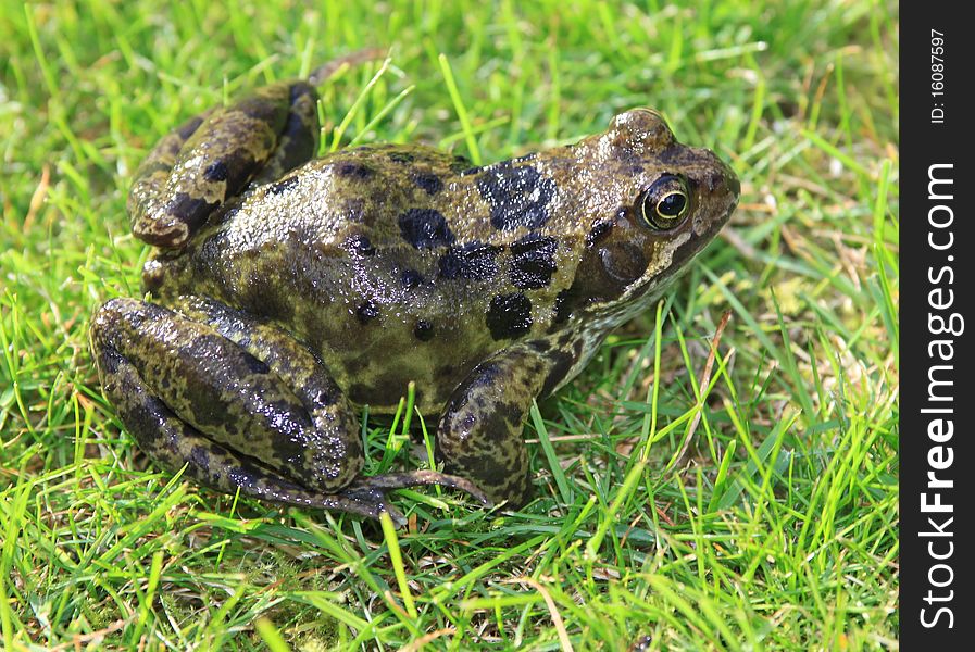 An adult toad on the grass. An adult toad on the grass