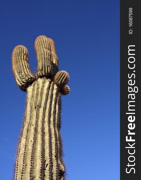 Saguaro Cactus with room for copy
