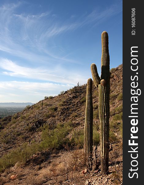 Saguaro Cactus in the Arizona Desert. Saguaro Cactus in the Arizona Desert