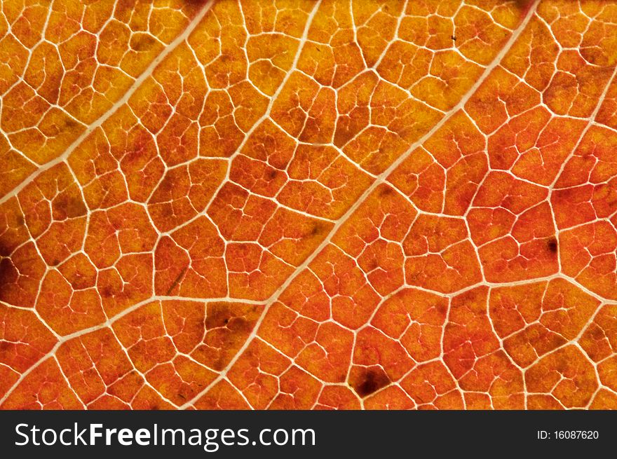 Close up of an Autumn Leaf for Nature background. Close up of an Autumn Leaf for Nature background