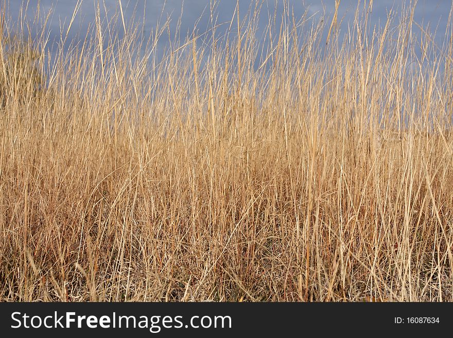 Dried Grass Of The Prairie In Fall