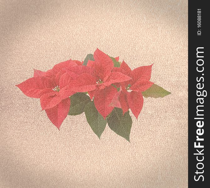 Old paper background with red poinsettia