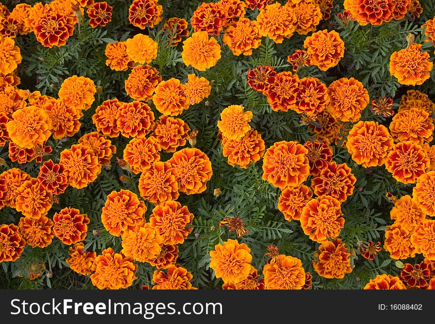 Background of orange flowers, summer flowerbed
