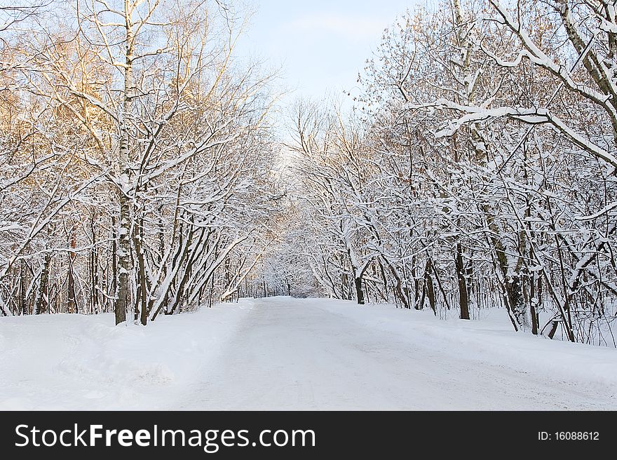 A path between trees covered with snow. A path between trees covered with snow