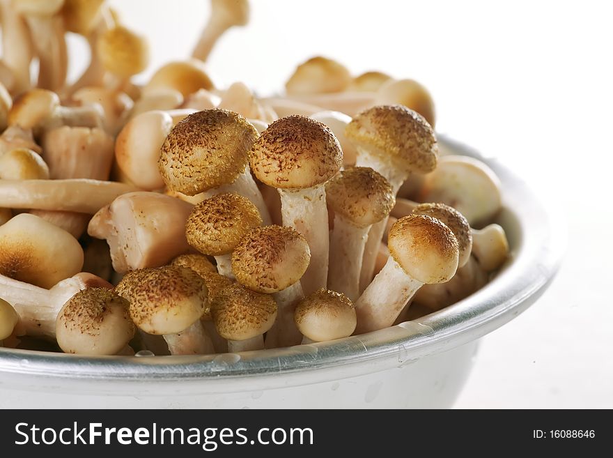 Honey Fungus (Armillariella Mellea),