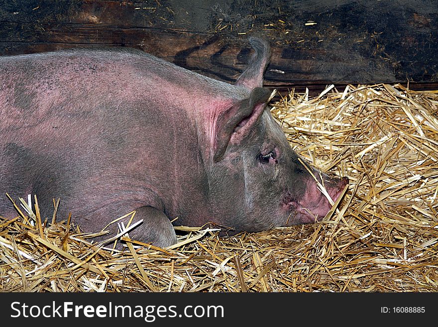 Pig resting on hay in a barn