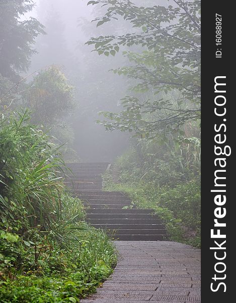 Road and steps in fog, surround with green plant, shown as mystery, unknown or morning concept.