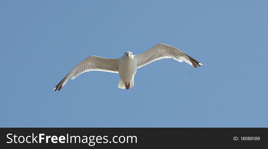 A Seagull Flying in a Clear Blue Sky. A Seagull Flying in a Clear Blue Sky.