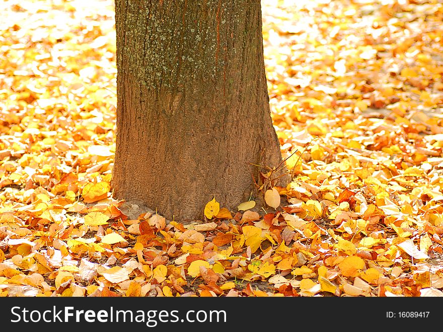 Autumn background high resolution image