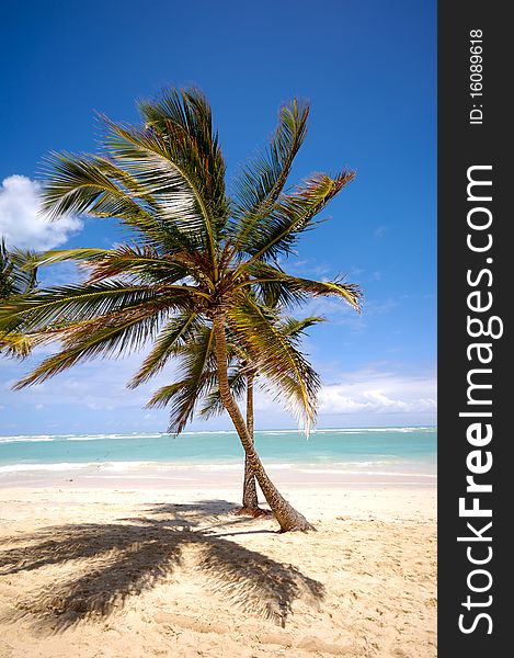 Palm on a tropical beach. The beach is form the dominican republic.