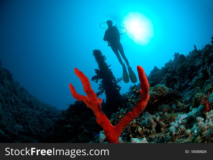 A female scuba diver exploring the stern of the SS Dunraven. Beacon rock, Ras Mohammed national Park, Red Sea, Egypt. A female scuba diver exploring the stern of the SS Dunraven. Beacon rock, Ras Mohammed national Park, Red Sea, Egypt.