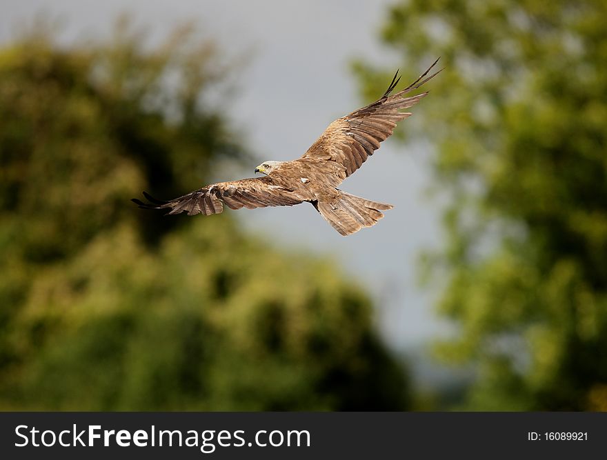 Portrait of a Black Kite in flight