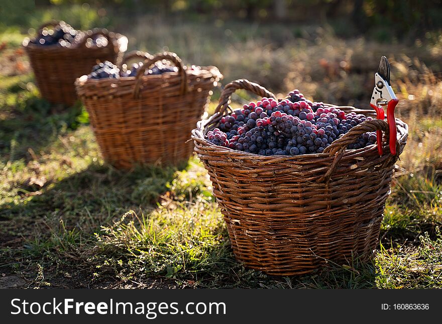 Perspective view closeup of three wicker brown baskets full of red and rose grapes in the morning sun with vine cutters in the foreground on green grass. Perspective view closeup of three wicker brown baskets full of red and rose grapes in the morning sun with vine cutters in the foreground on green grass