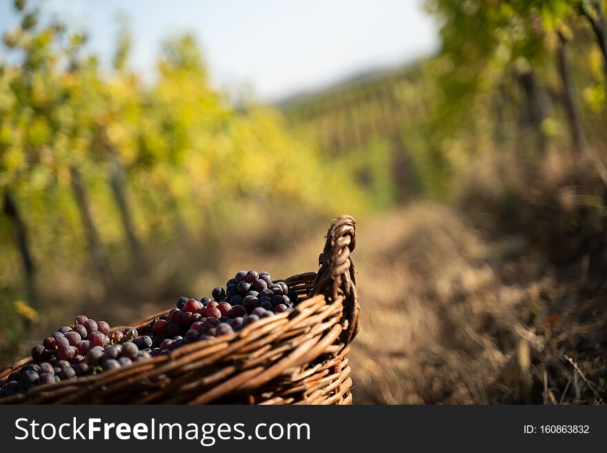 Perspective view macro detail of wicker brown baskets full of red and rose grapes in the morning sun with the autumn colored vineyard rows in the background. Perspective view macro detail of wicker brown baskets full of red and rose grapes in the morning sun with the autumn colored vineyard rows in the background