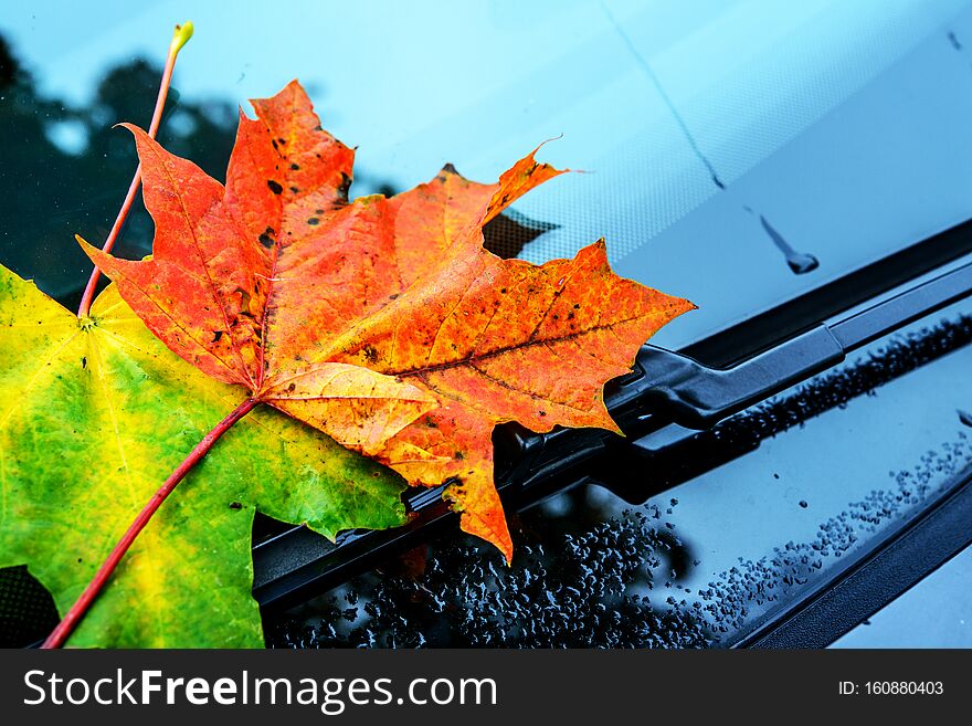 Autumn leaves on asphalt with car wheel. Autumn leaves on asphalt with car wheel