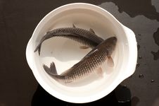 Two Fish In Bowl Royalty Free Stock Photo
