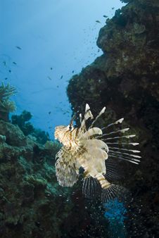Tropical Common Lionfish. Royalty Free Stock Image Tropical Common Lionfish. Royalty Free Stock Image