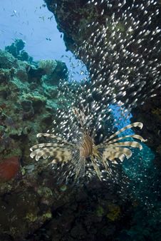 Tropical Common Lionfish, Rear View. Stock Image Tropical Common Lionfish, Rear View. Stock Image