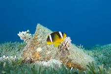 Red Sea Anemonefish, Aka. Nemo. Royalty Free Stock Photo Red Sea Anemonefish, Aka. Nemo. Royalty Free Stock Photo
